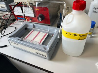 DNA bei der Trennung